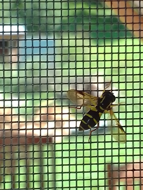Xanthogramma