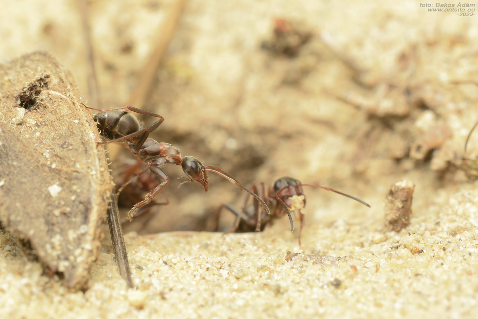 Formica rufibarbis - vörös rabszolgahangya