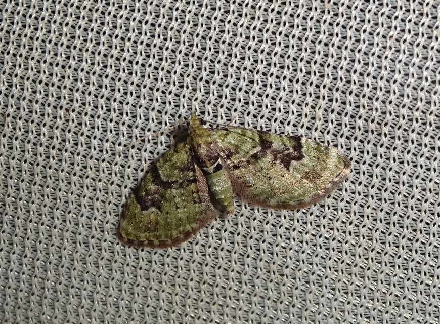 Chloroclystis v-ata - zöldes törpearaszoló