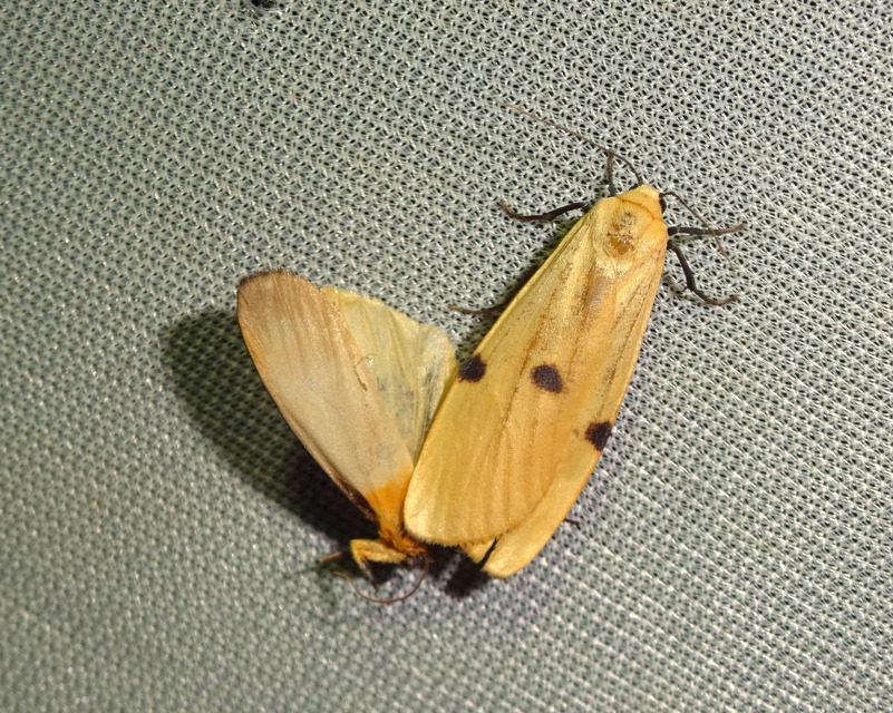 Lithosia quadra - négypettyes zuzmószövő