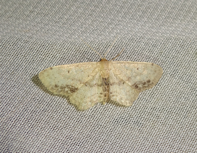 Idaea dimidiata - gyakori apróaraszoló