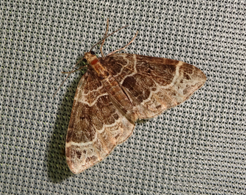 Ecliptopera silaceata - barna tarkaaraszoló