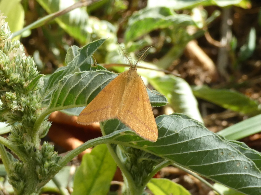 Lythria purpuraria - bíborsávos araszoló