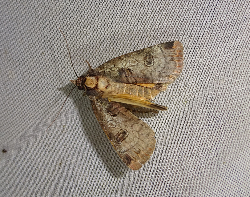 Epilecta linogrisea - karcsú sárgafűbagoly