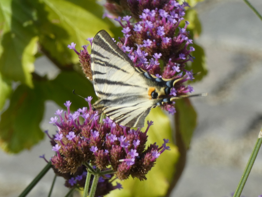 Iphiclides podalirius - kardoslepke