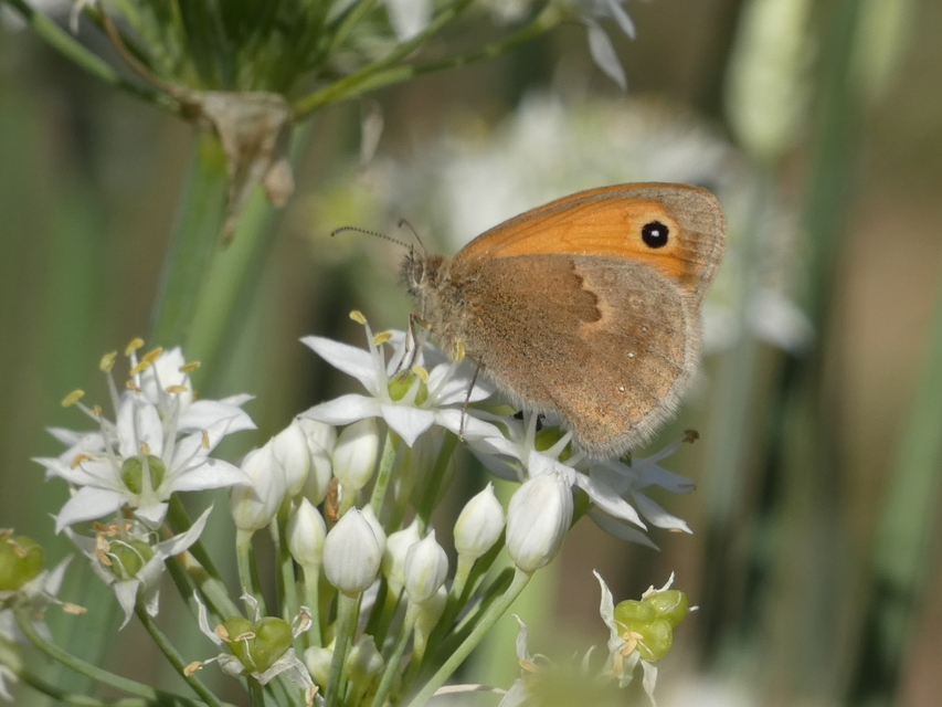 Coenonympha pamphilus - kis szénalepke