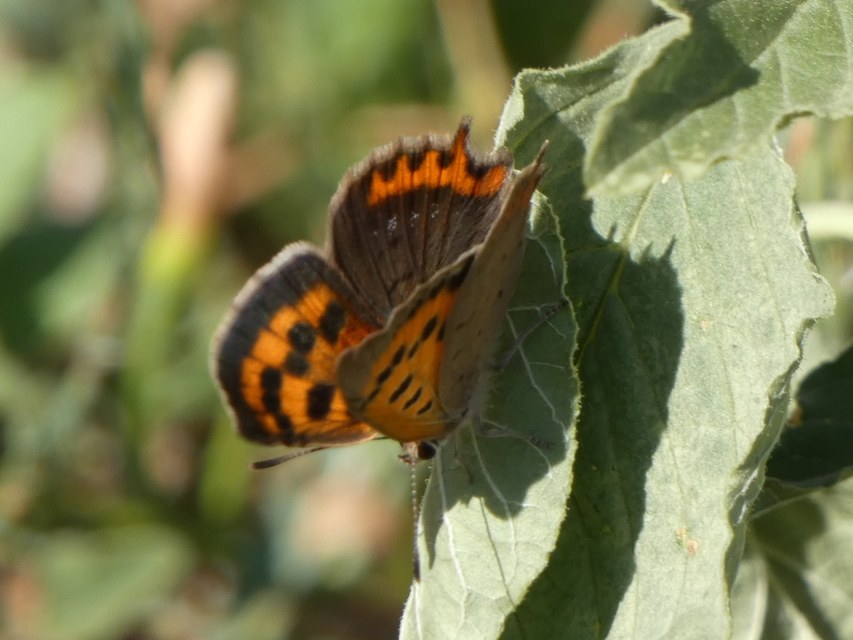 Lycaena phlaeas - közönséges tűzlepke