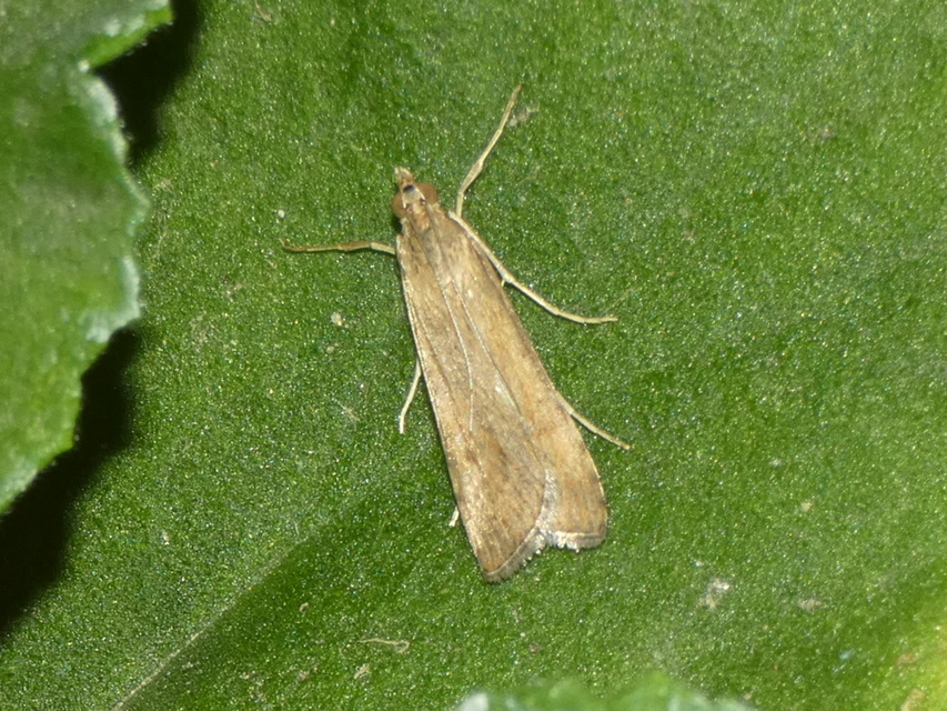 Nomophila noctuella - közönséges vándormoly