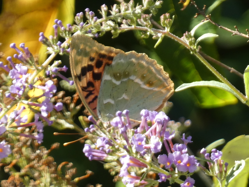 Argynnis pandora - zöldes gyöngyházlepke