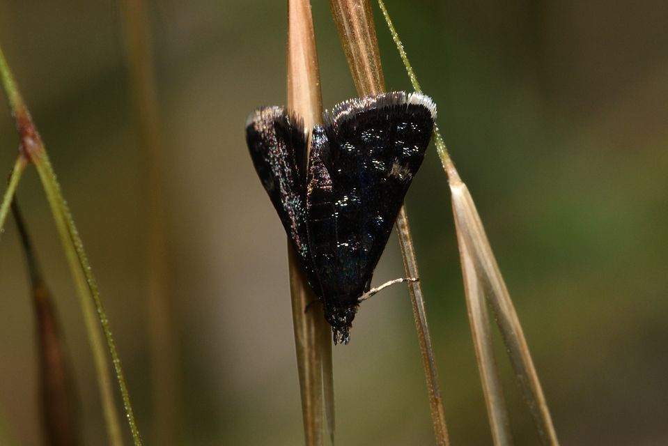 Heliothela wulfeniana - fényes kormosmoly