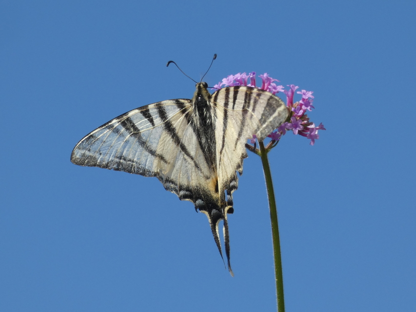 Iphiclides podalirius - kardoslepke