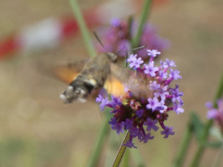Macroglossum stellatarum - kacsafarkú szender