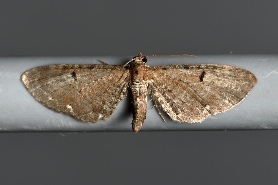Eupithecia absinthiata - üröm-törpearaszoló