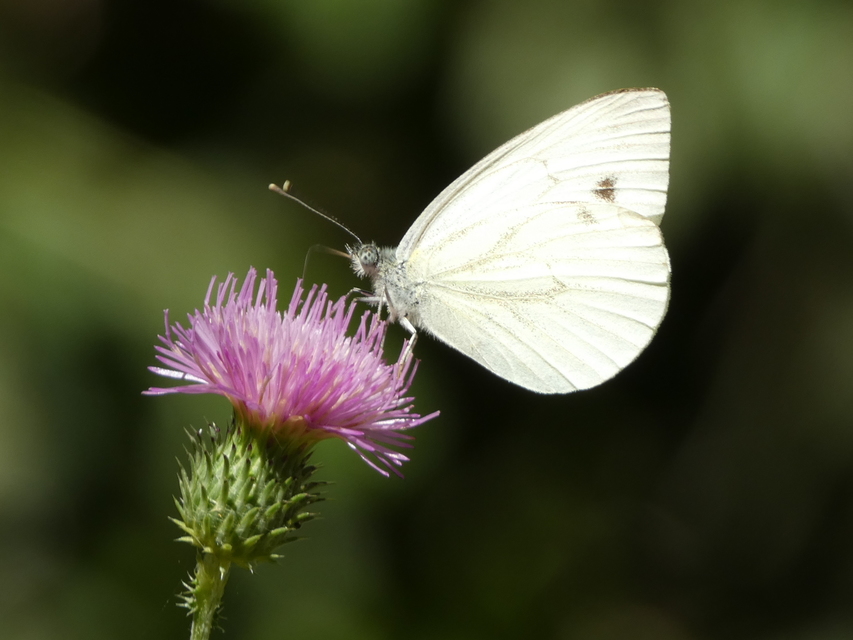 Pieris napi - repcelepke