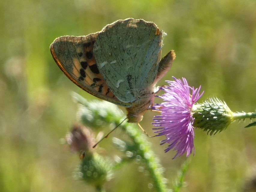 Argynnis pandora - zöldes gyöngyházlepke