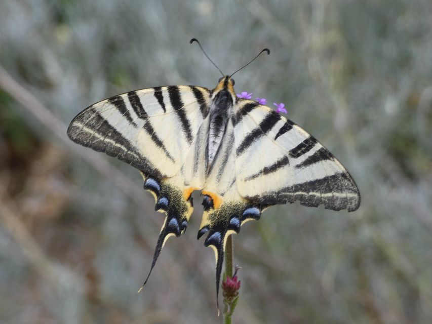 Iphiclides podalirius - kardoslepke