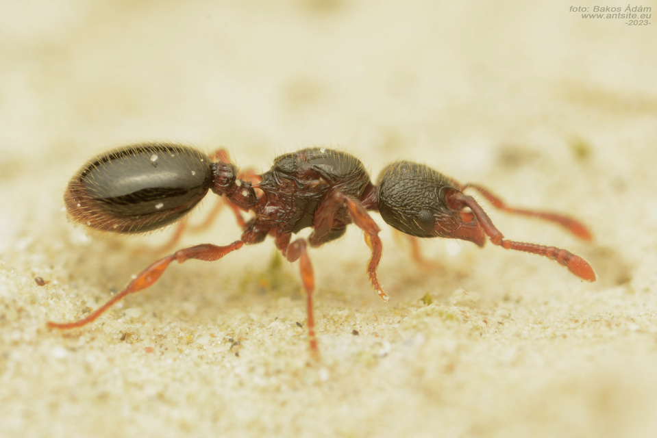 Myrmecina graminicola - ráncoshangya