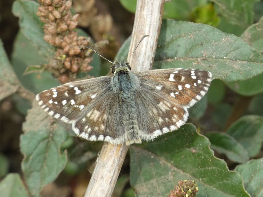 Pyrgus armoricanus - feles busalepke