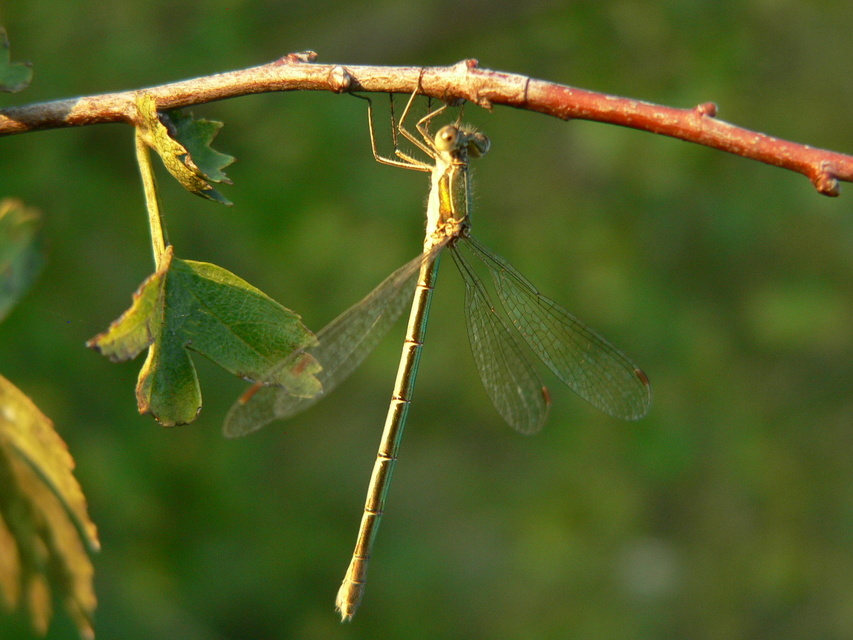 Lestes virens vestalis - kis rablószitakötő