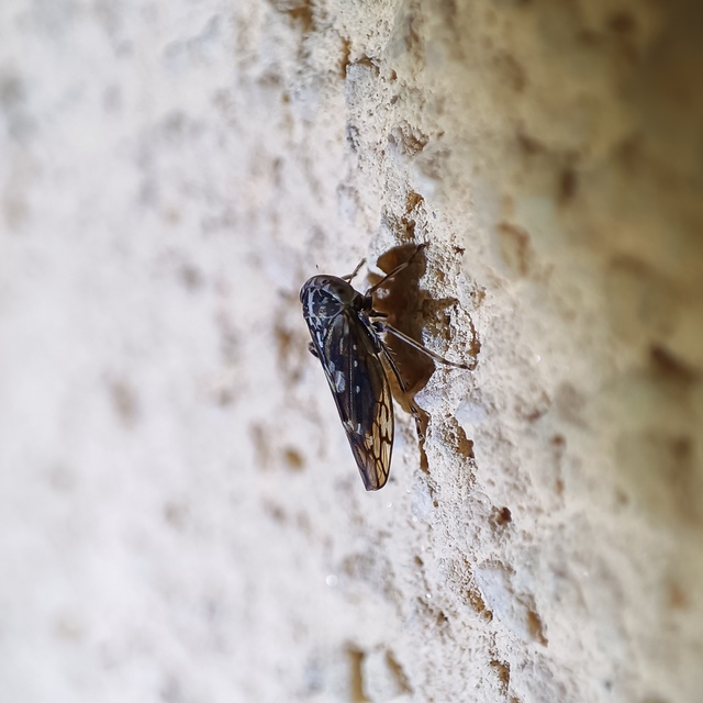 Stenidiocerus poecilus