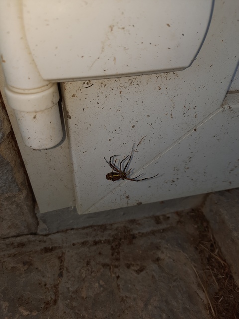 Argiope bruennichi - darázspók