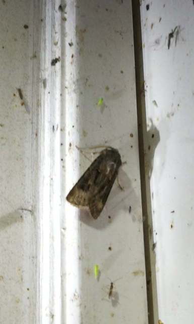Agrotis bigramma - kétjegyű földibagoly