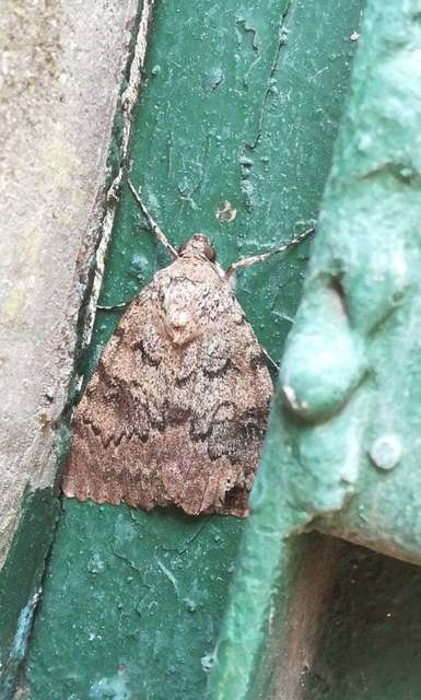 Catocala elocata - közönséges övesbagoly