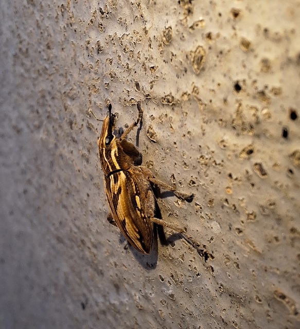Coniocleonus nigrosuturatus - nyíljegyes barkó