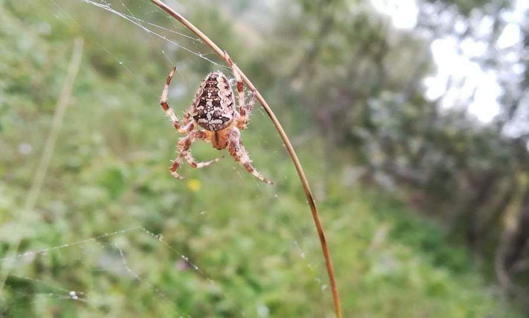 Araneus diadematus - koronás keresztespók Araneus diadematus - koronás keresztespók