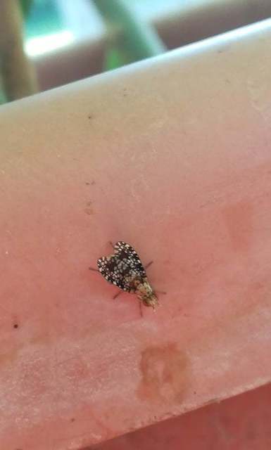 Trypetoptera punctulata - pirosszemű szarvaslégy