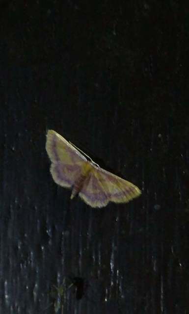 Idaea muricata - mocsári pirosaraszoló