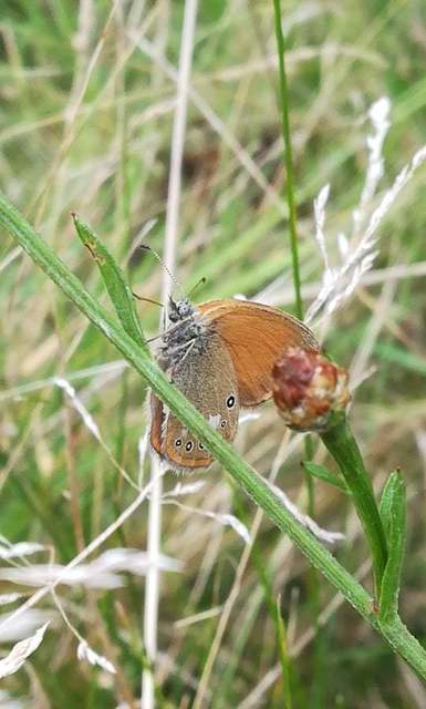 Coenonympha glycerion - közönséges szénalepke