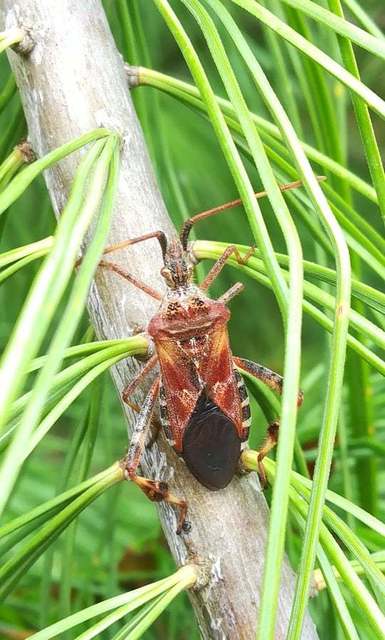 Leptoglossus occidentalis - nyugati levéllábú poloska