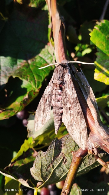 Agrius convolvuli - szulákszender