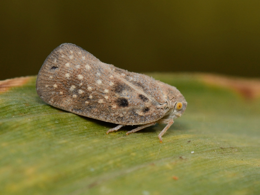 Metcalfa pruinosa - amerikai lepkekabóca