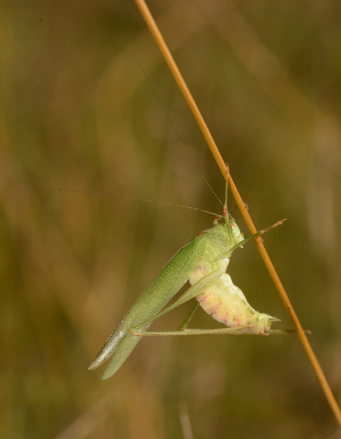 Phaneroptera nana - pontozott repülőszöcske