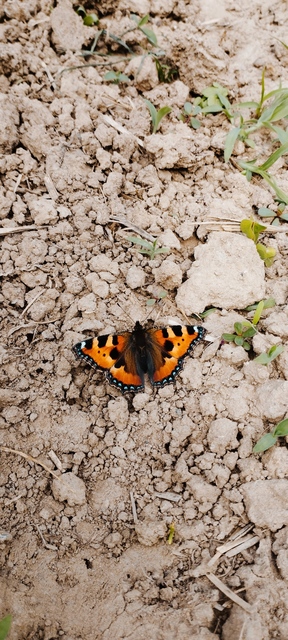 Nymphalis urticae - kis rókalepke
