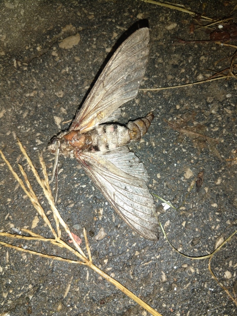 Agrius convolvuli - szulákszender