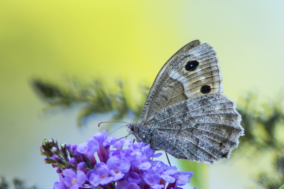 Hipparchia statilinus - homoki szemeslepke