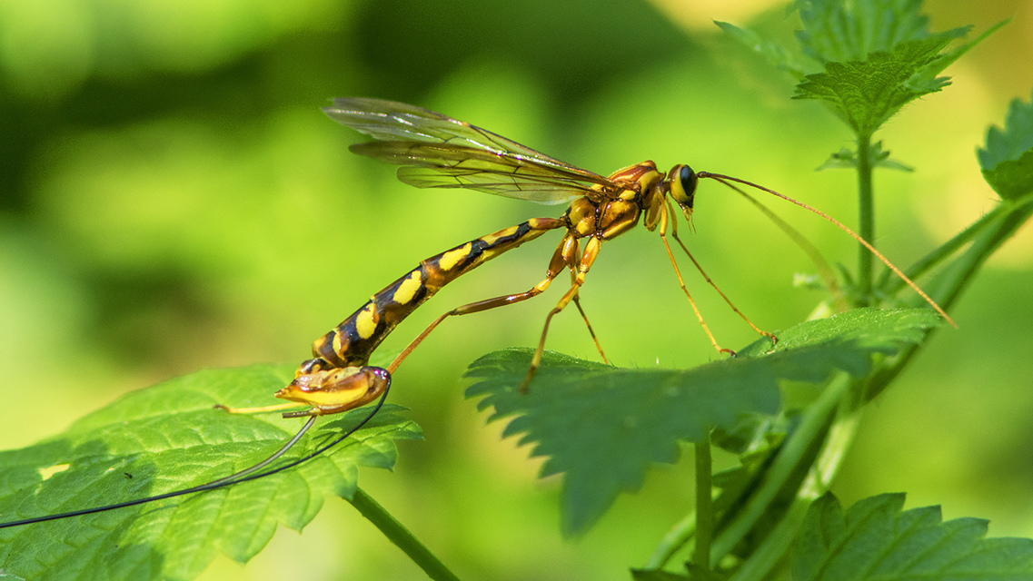 Hymenoptera - Hártyásszárnyúak