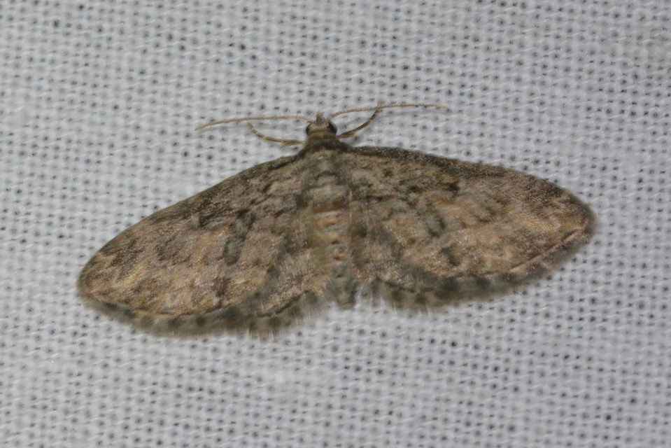 Eupithecia ericeata - feketefenyő-törpearaszoló