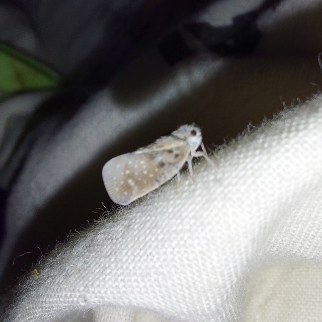 Metcalfa pruinosa - amerikai lepkekabóca