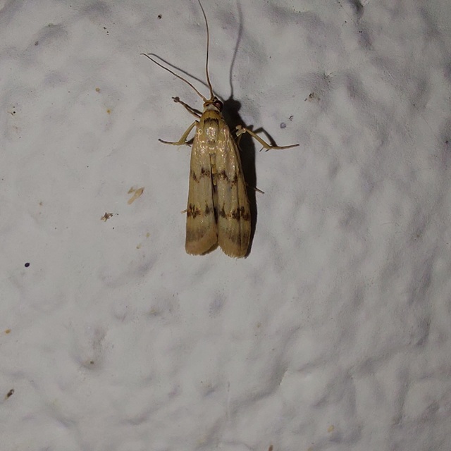 Homoeosoma sinuella - agyagsárga karcsúmoly