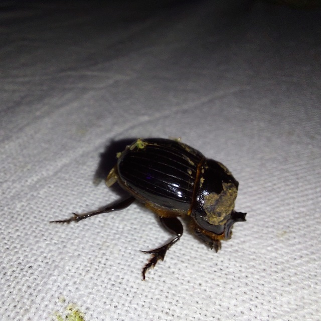 Copris lunaris - közönséges holdszarvú-ganéjtúró