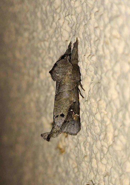 Clostera anachoreta - tarka levélszövő