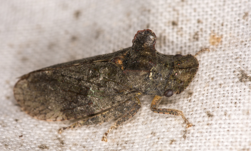 Ledra aurita - füleskabóca