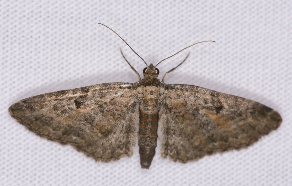 Eupithecia icterata - rozsdafoltos törpearaszoló