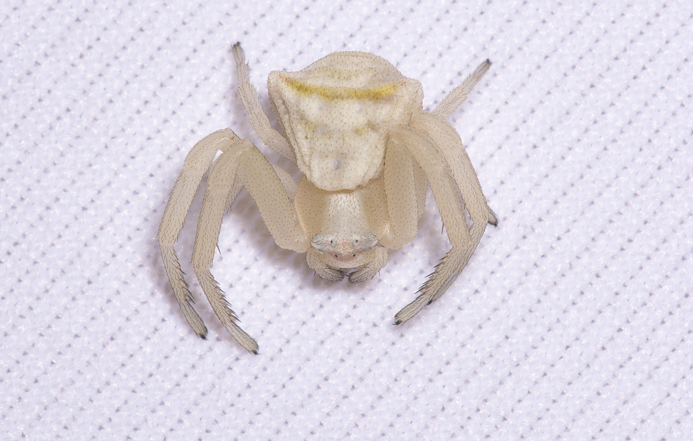 Thomisus onustus - fehér karolópók