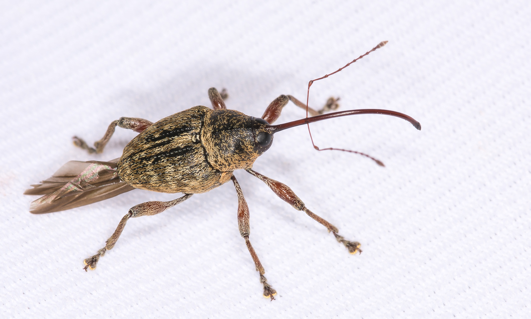 Curculio glandium - tölgymakkzsuzsóka