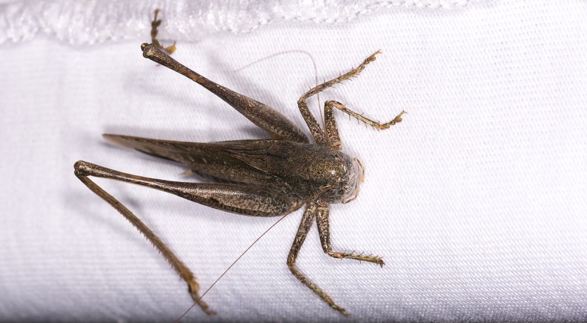 Platycleis